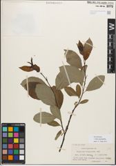Foto von Salix myrsinifolia Salisb.